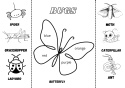 4 Animal Lapbooks